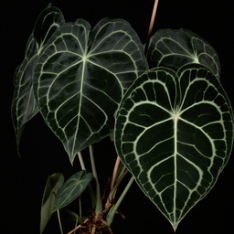 Anthuriums with glossy red flowers and dark foliage