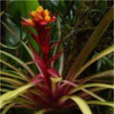 Bromeliads forming a layered rosette of foliage