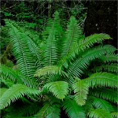 Fine textured ferns cascading with soft fronds