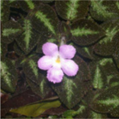 Gesneriads with velvety leaves and delicate flowers