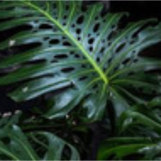 Monstera leaves with natural fenestrations