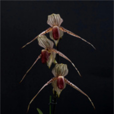 Orchids with graceful stems and flowers