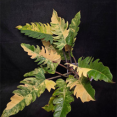 Philodendron foliage with large green leaves