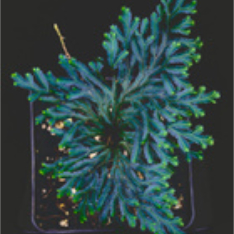 Selaginella groundcover in a dense mat